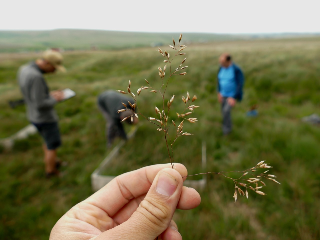 Vegetation monitoring