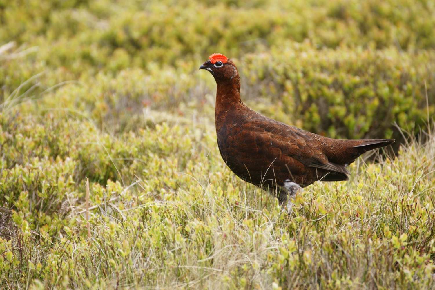 Red grouse