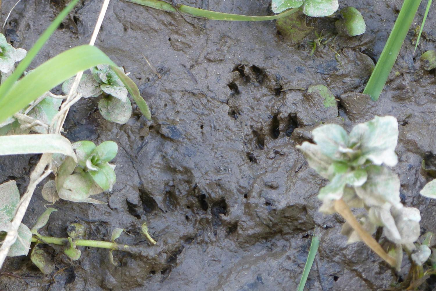 Mink footprints in the mud