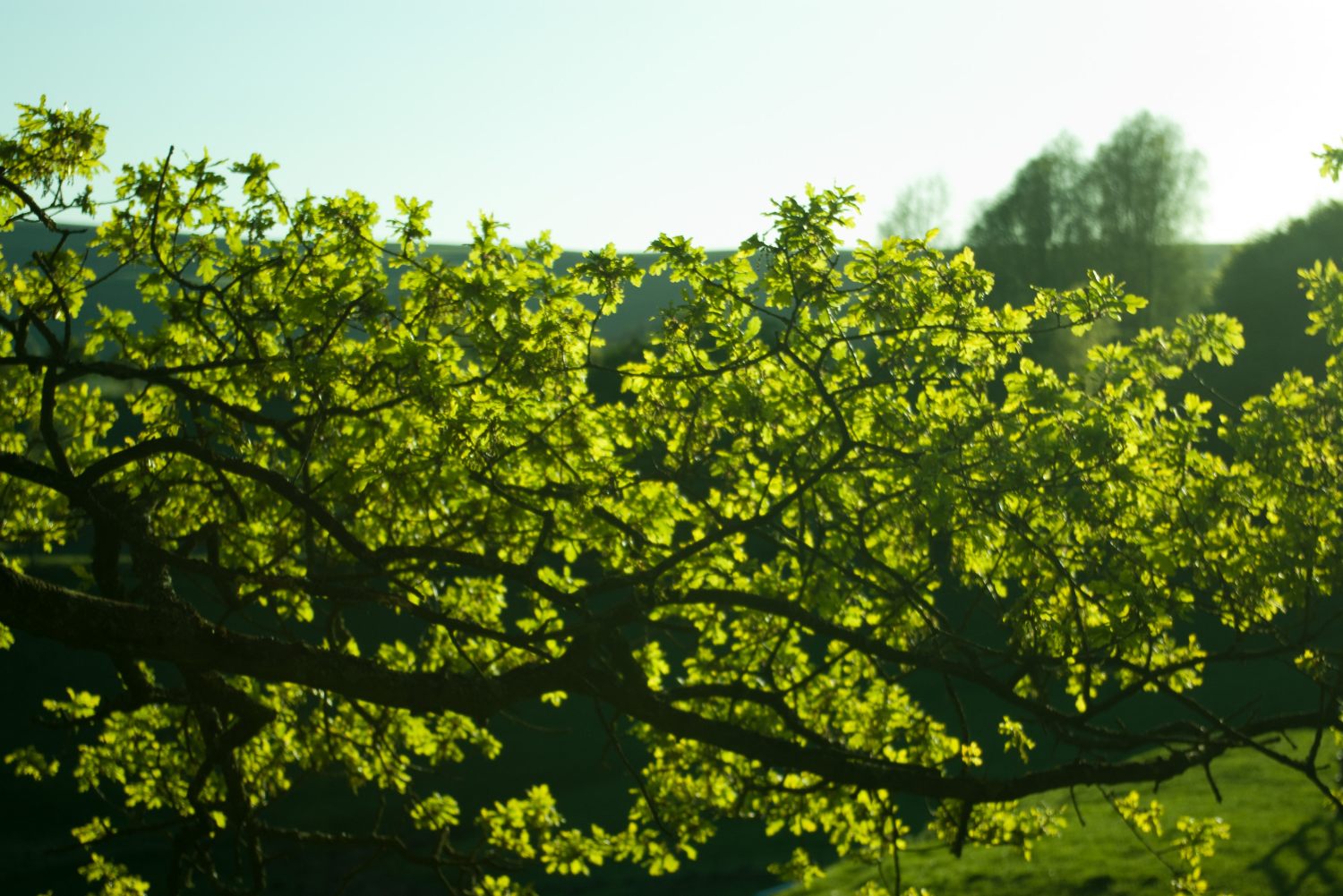 Oak leaves