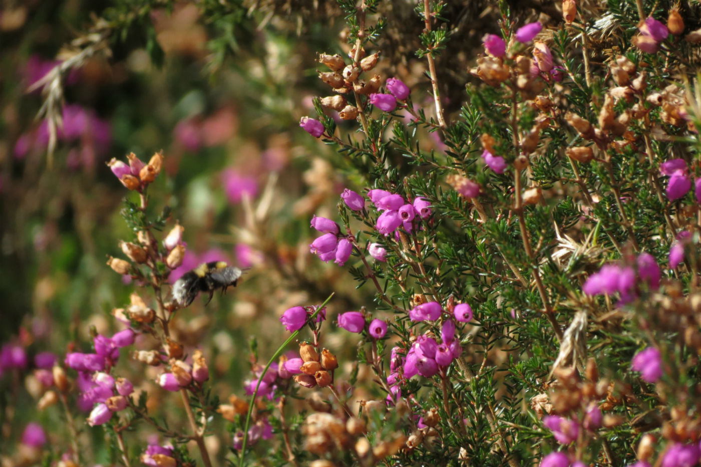 Bee and flowers 