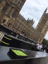 Sphagnum at the houses of Parliament 