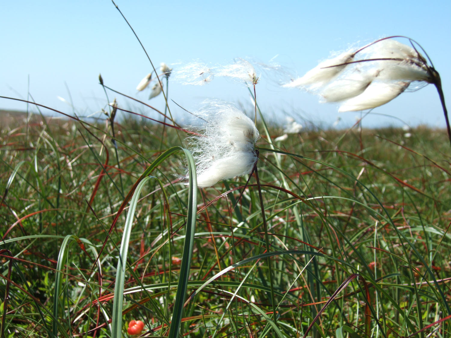 Common cotton grass