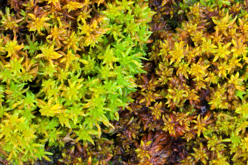 Sphagnum-guide-MoorMOSS-Factsheet.pdf