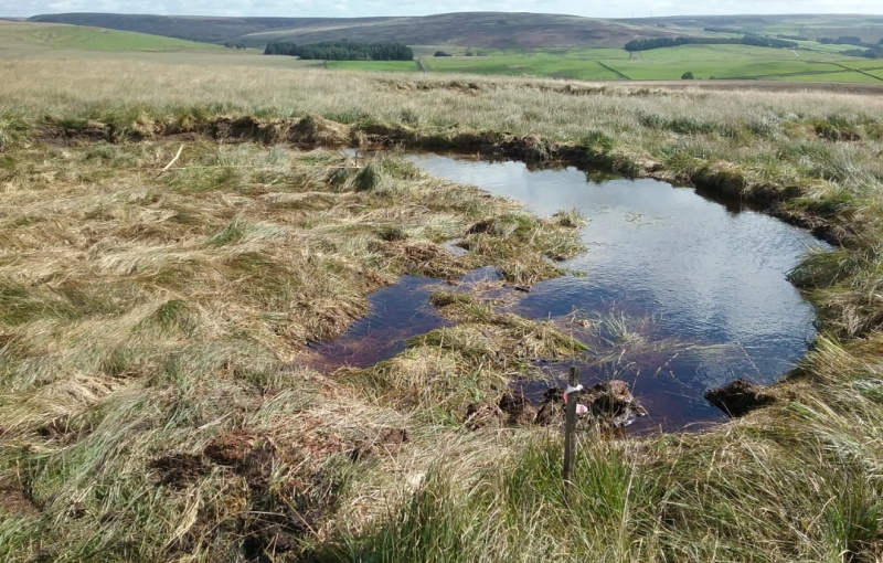 Bunds – Semi-circular raised mounds are created out of peat, in order to trap water and raise the water table.