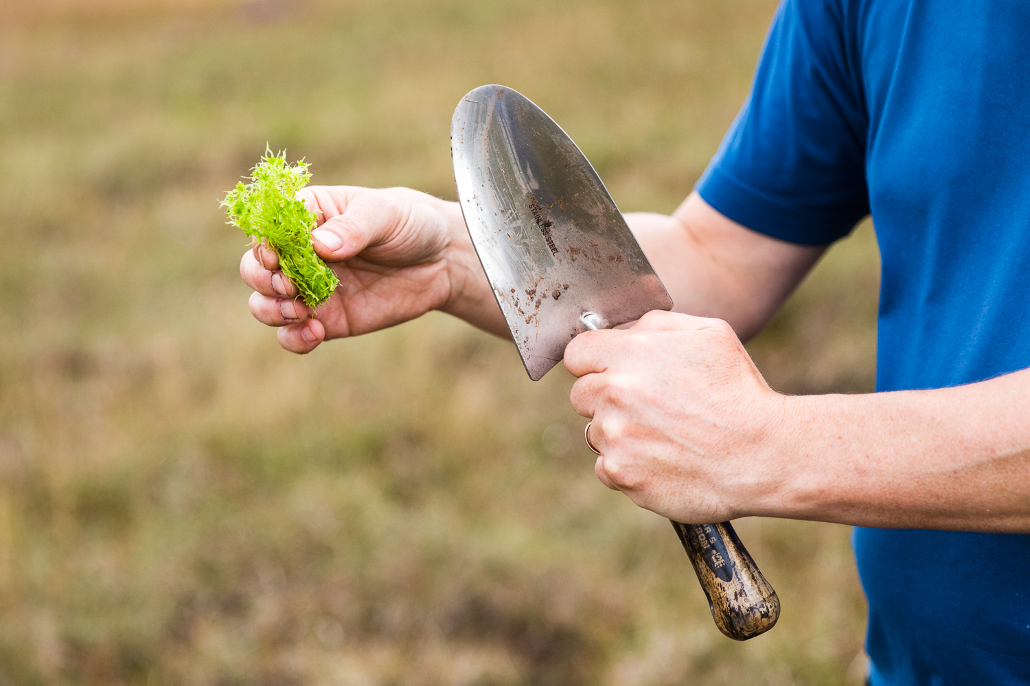 Sphagnum plug plant