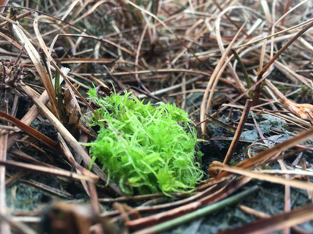 GBNB_Sphagnum plug plant