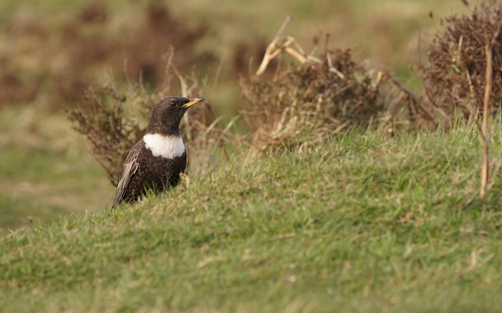 Ring ouzel