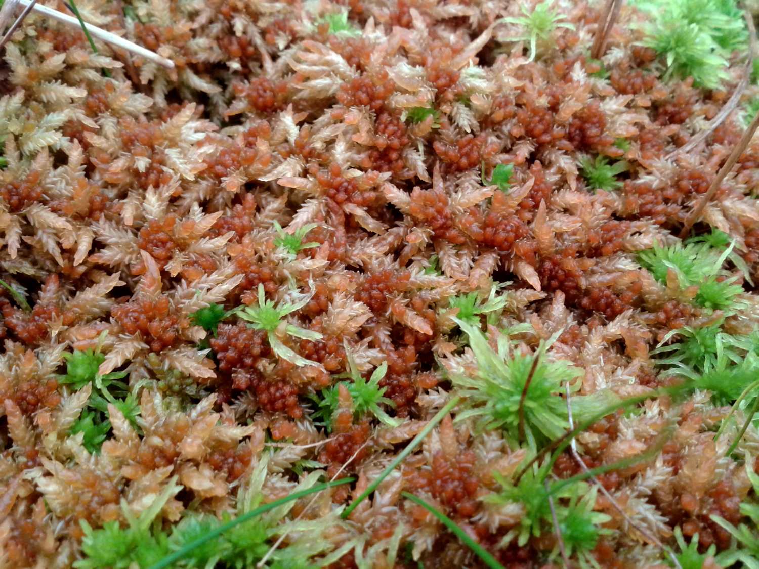 Sphagnum