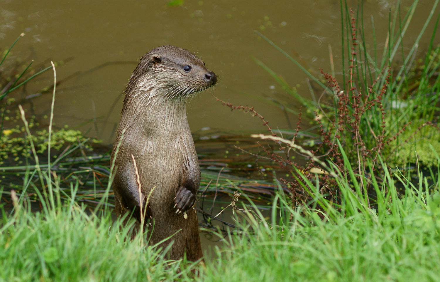 Otter