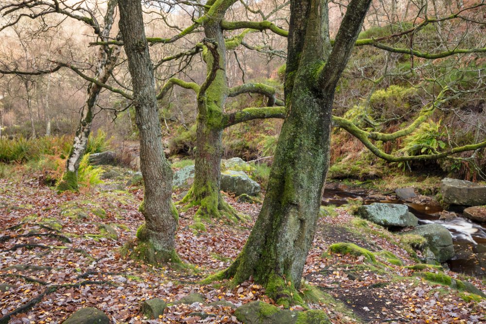 Clough woodland trees