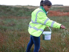 Leah Gooding from newsround spreading sphagnum on the moors