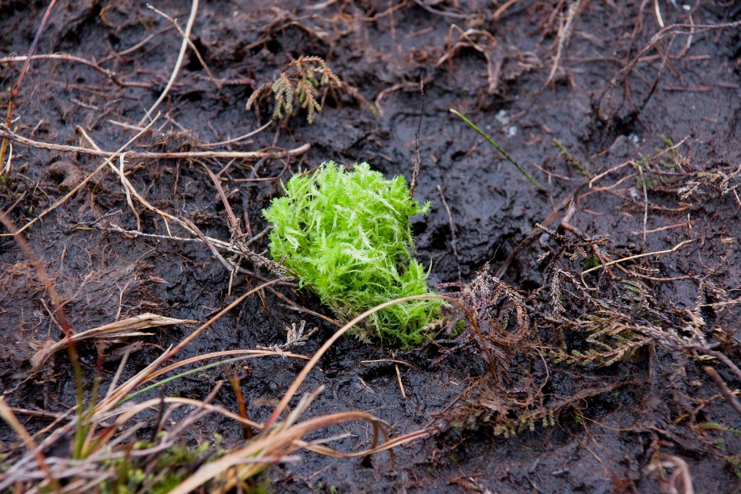 freshly planted sphagnum plug