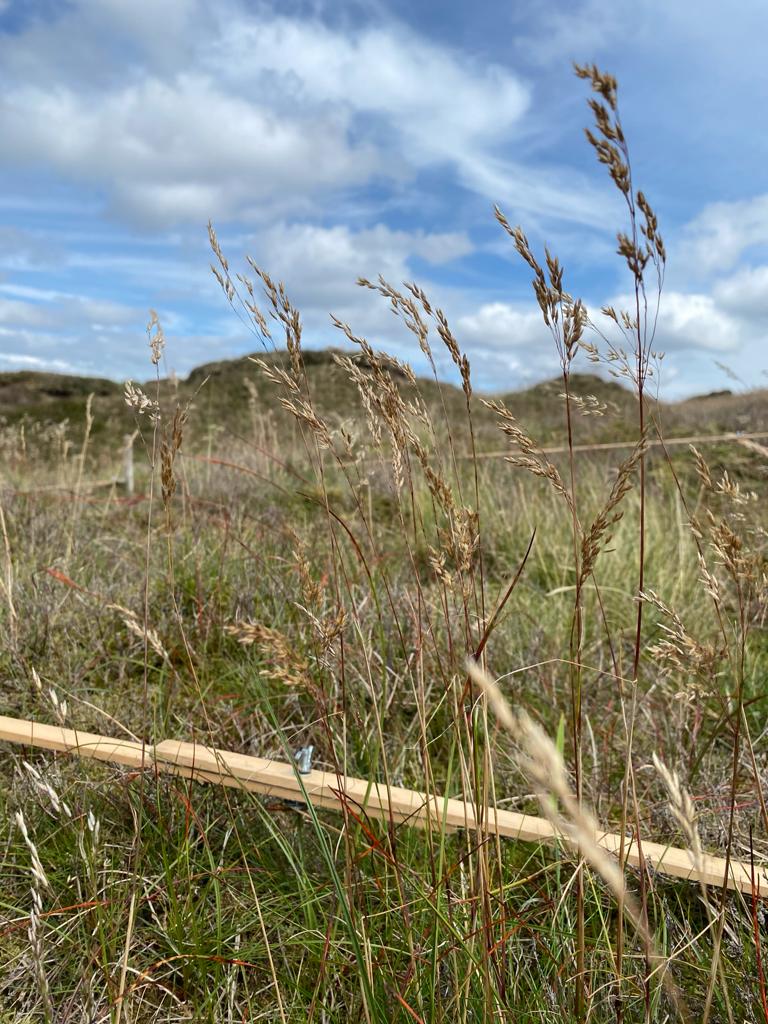 2m x 2m quadrat on Bleaklow