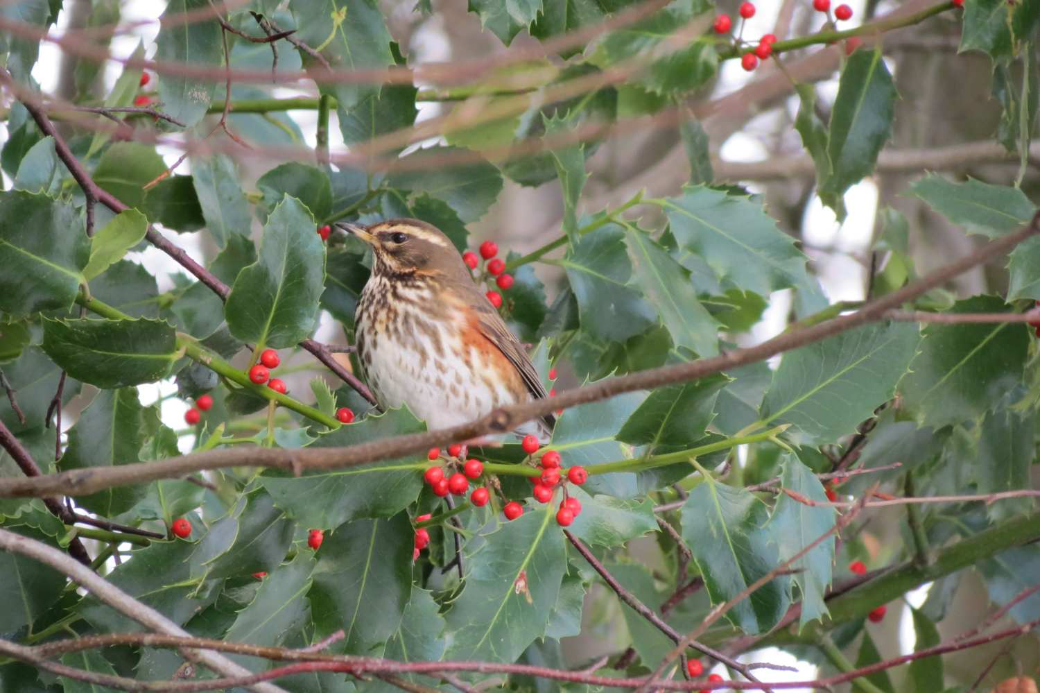 Redwing