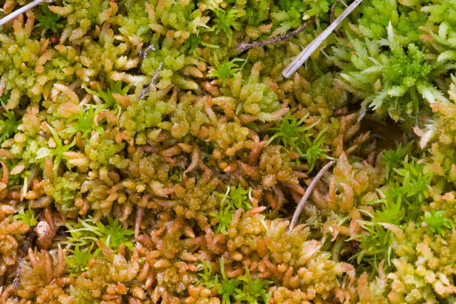 Sphagnum