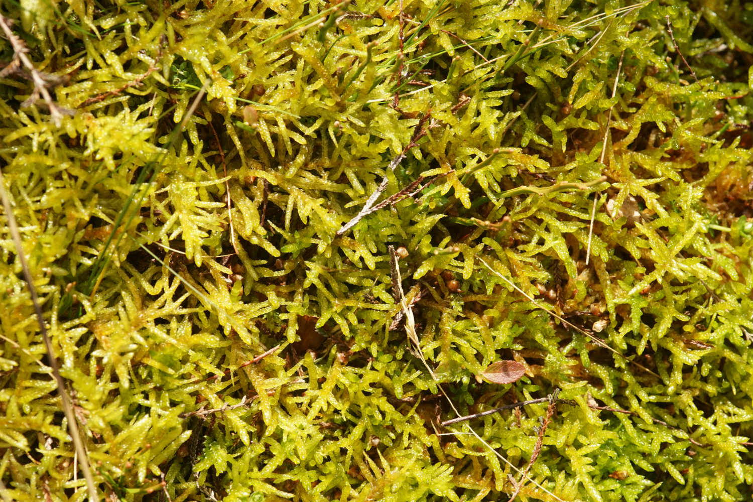 Feather Moss