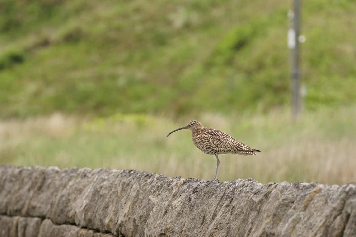 picture of a curlew sat on top of a fence