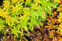 Picture of Sphagnum moss