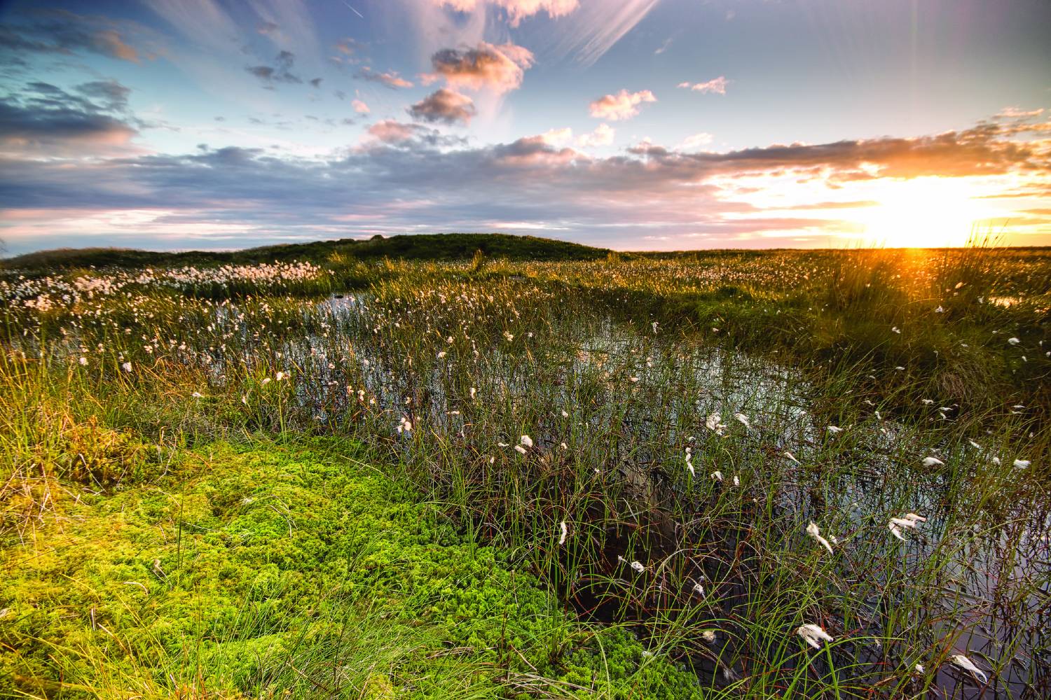 Wet bog with sphagnum moss