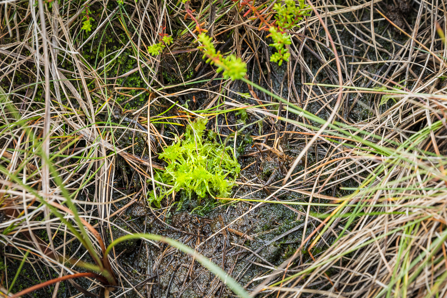 Sphagnum plug