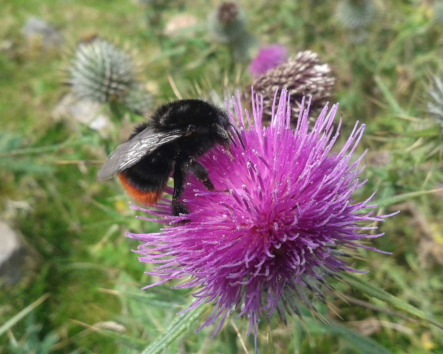 Red tailed bumblebee