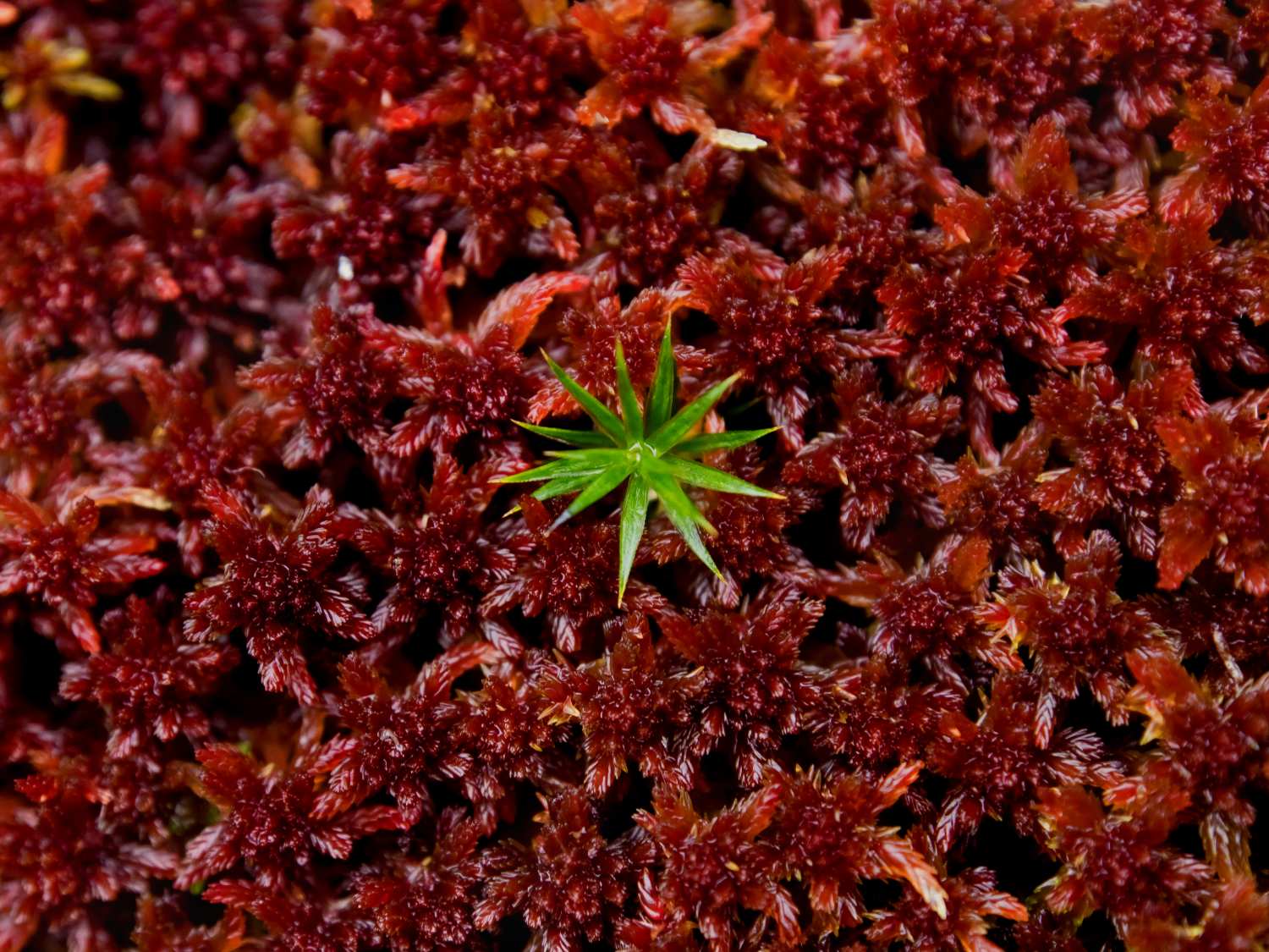 Sphagnum