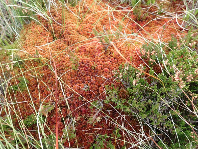 Sphagnum mound with heather