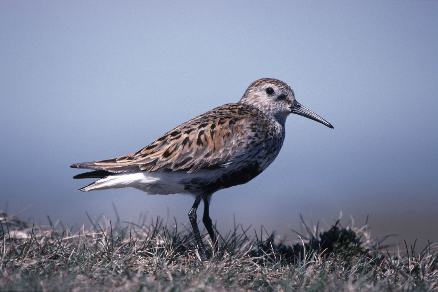 Dunlin