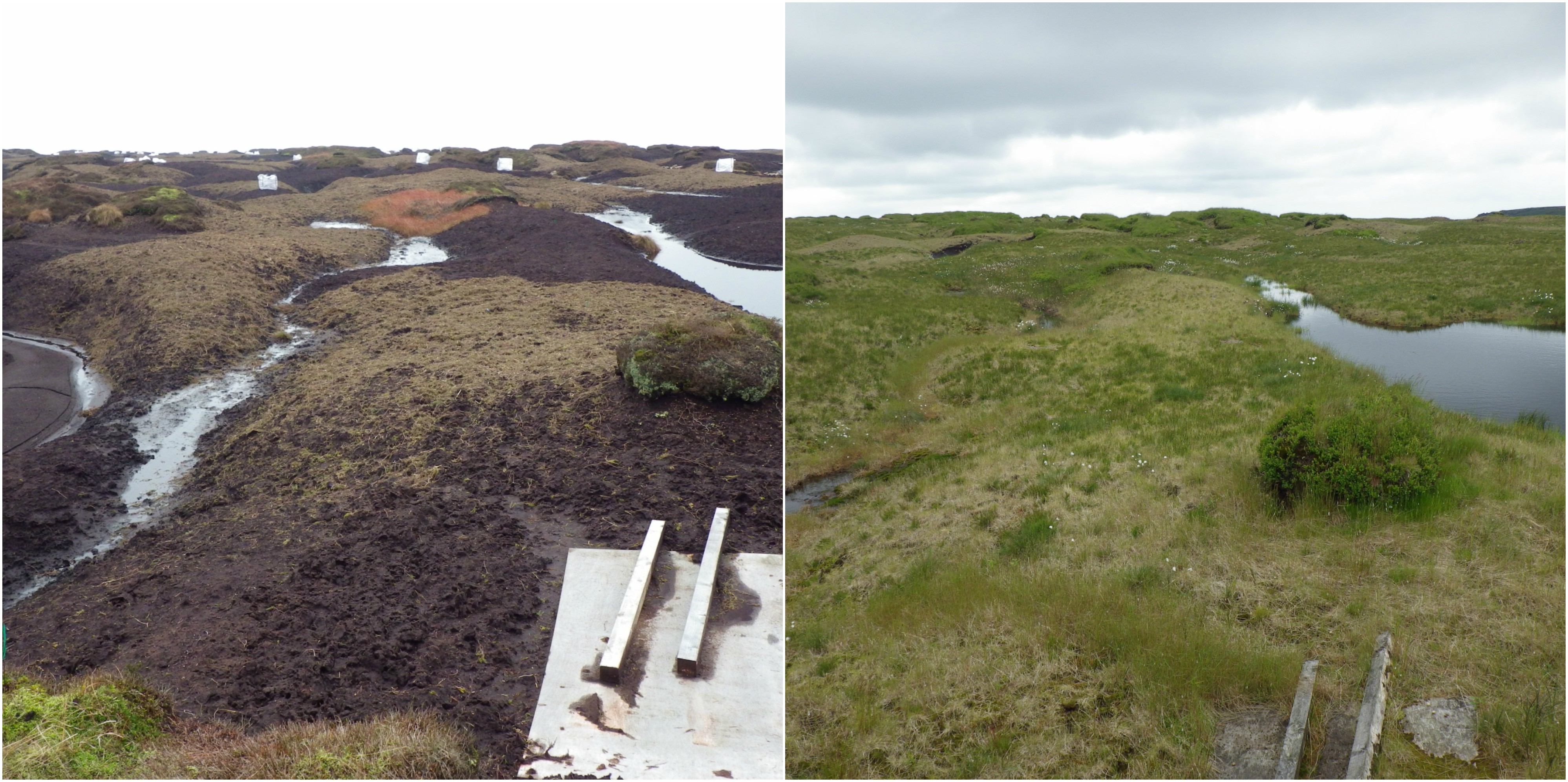 Before and after revegetation on Kinder