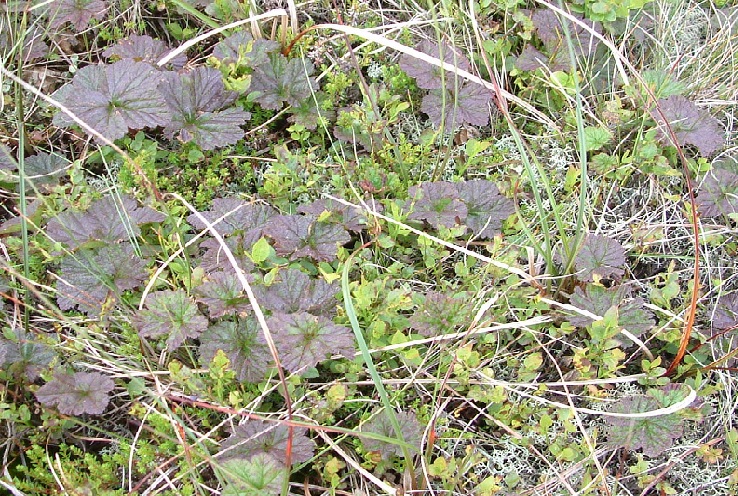 Diversification Other plants are planted into Bilberry dominated habitats to help diversify the sward.  Cloudberry planted into Bilberry