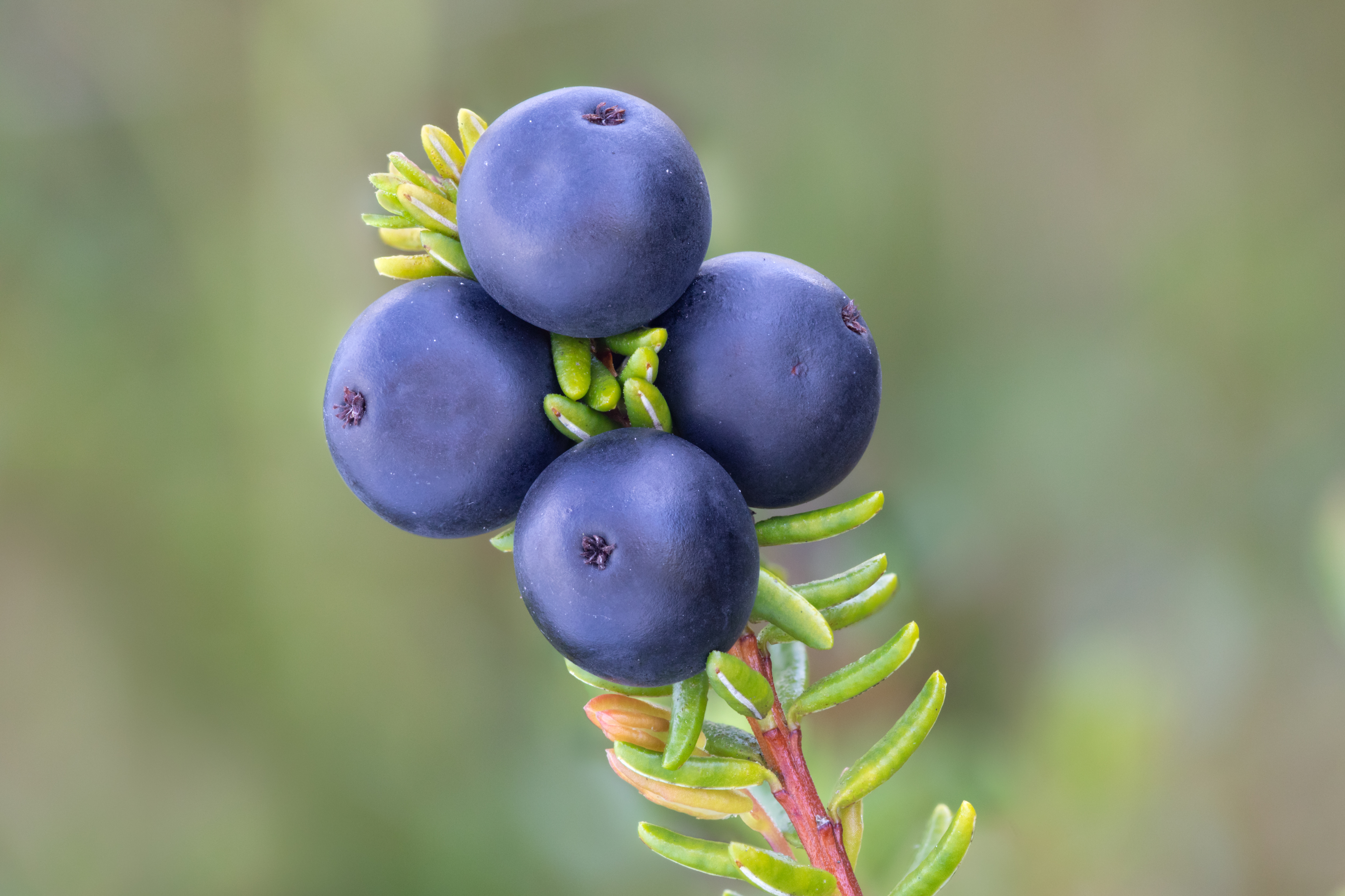 Crowberry