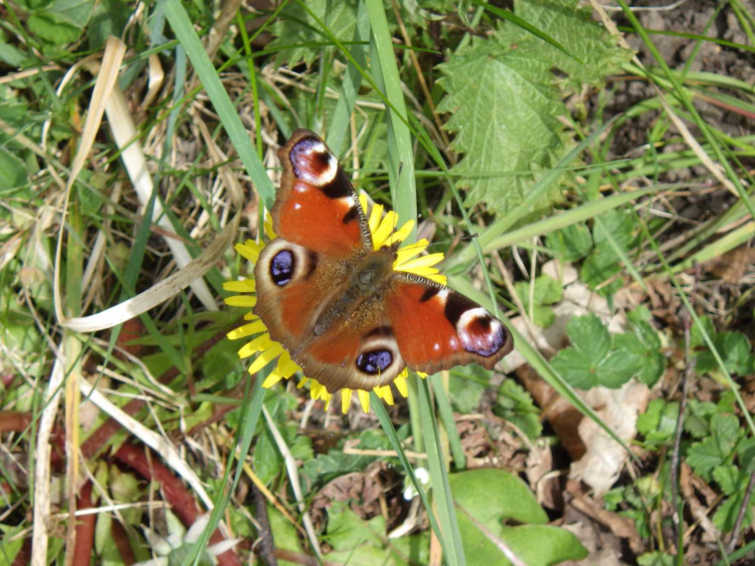 Peacock Butterfly