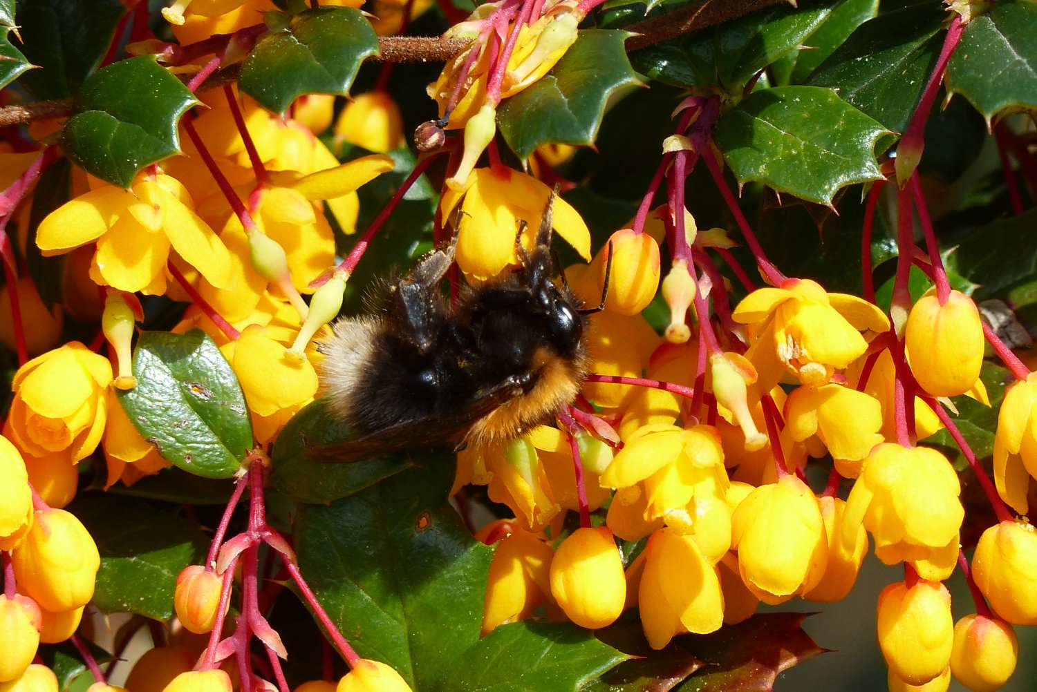 Tree Bumblebee