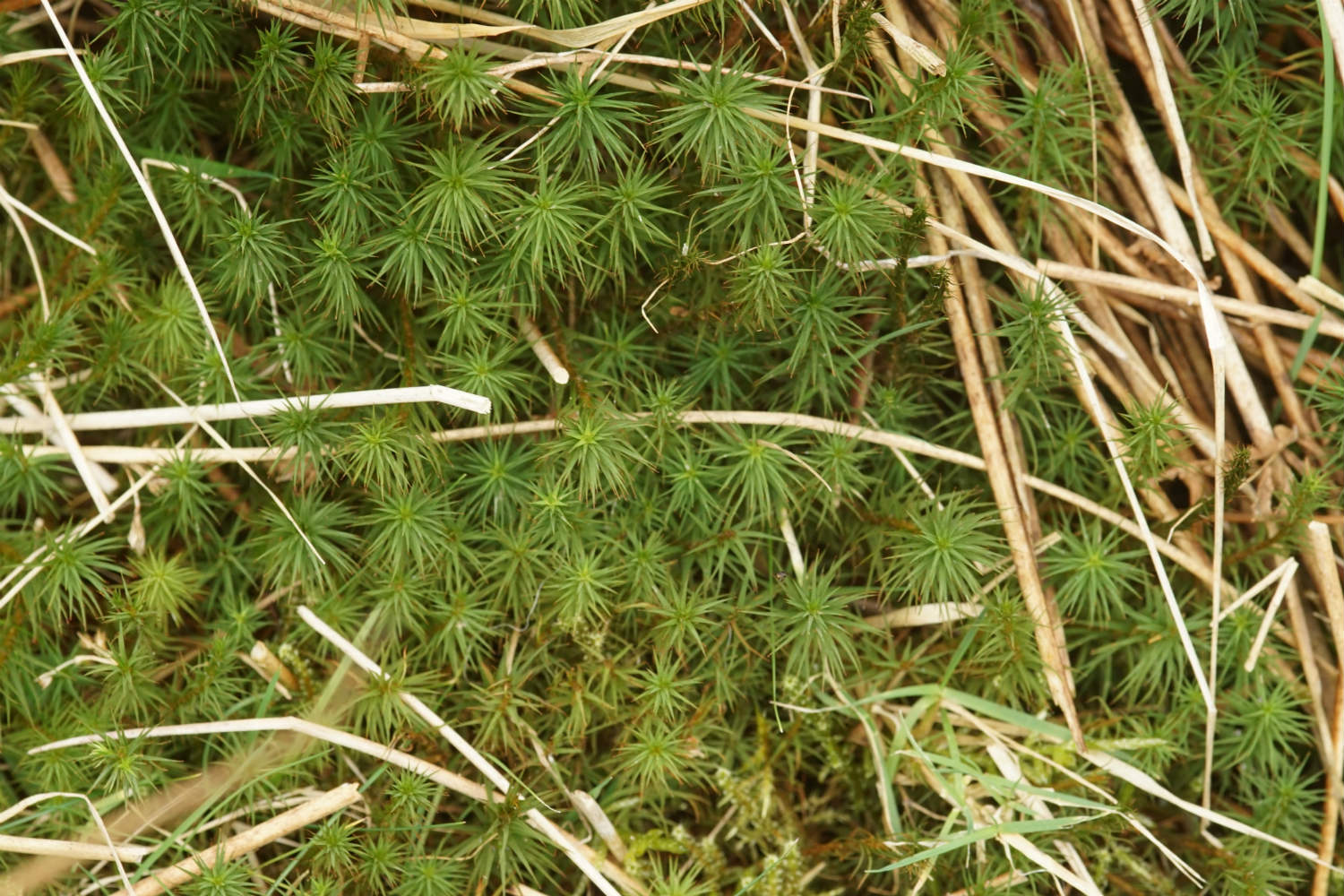 Polytrichum