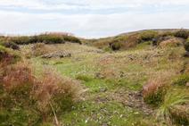 Image of a green peatland with the addition of new plants 