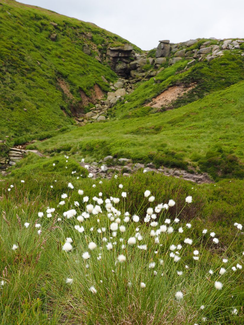 Cotton grass on the hills