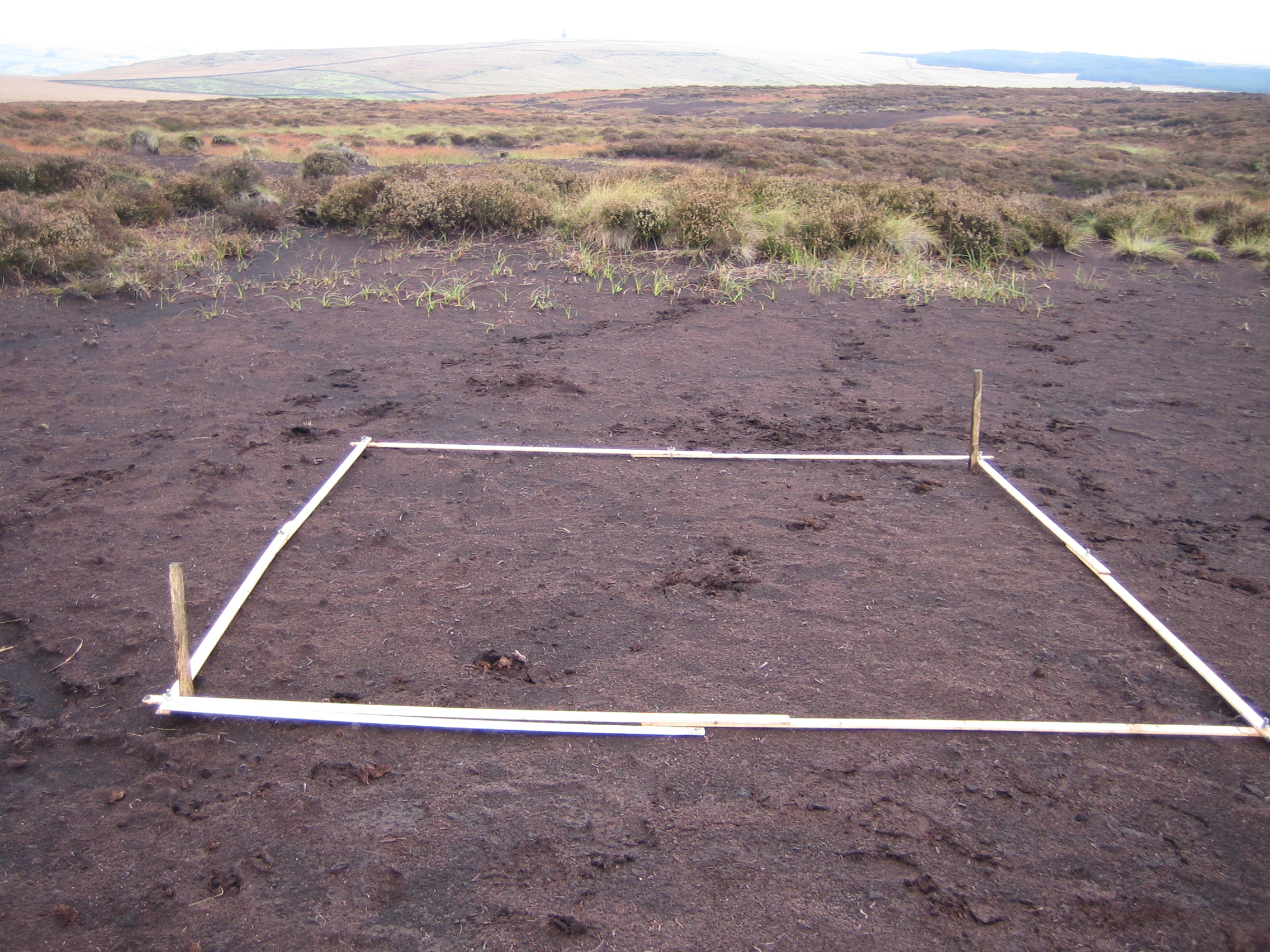 Vegetation Monitoring - bare peat quadrat