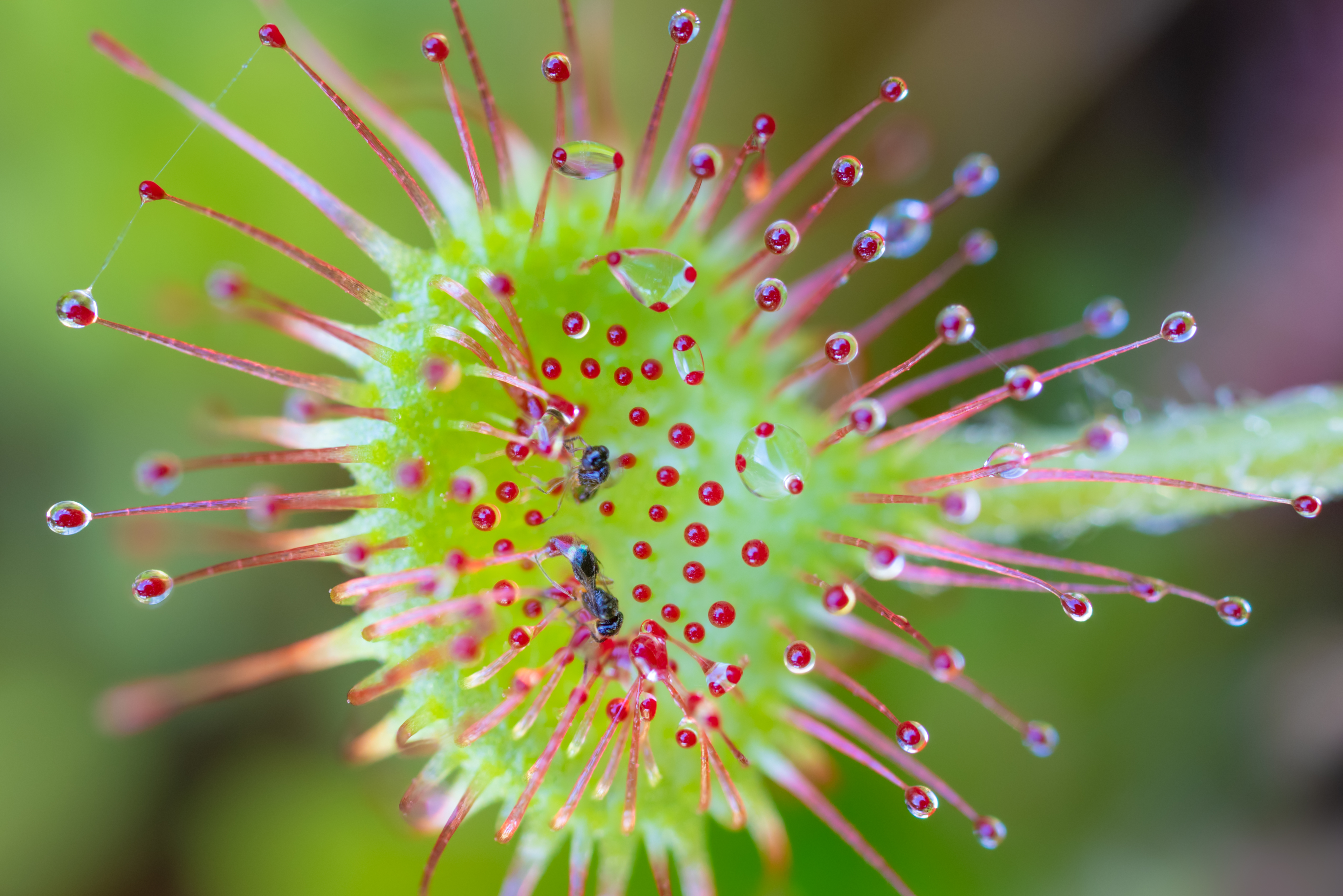 Round-leaved sundew