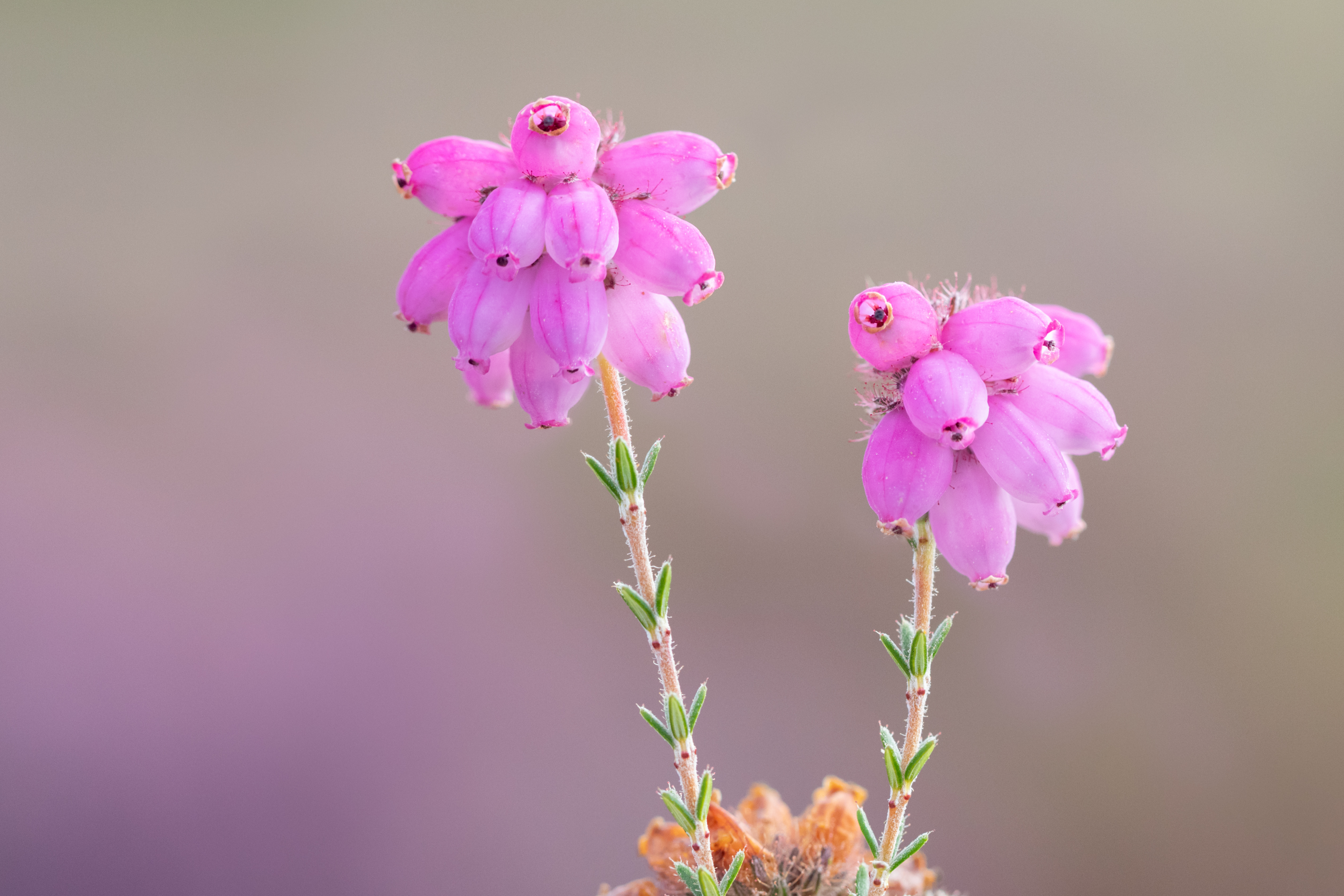 Cross-Leaved Heather