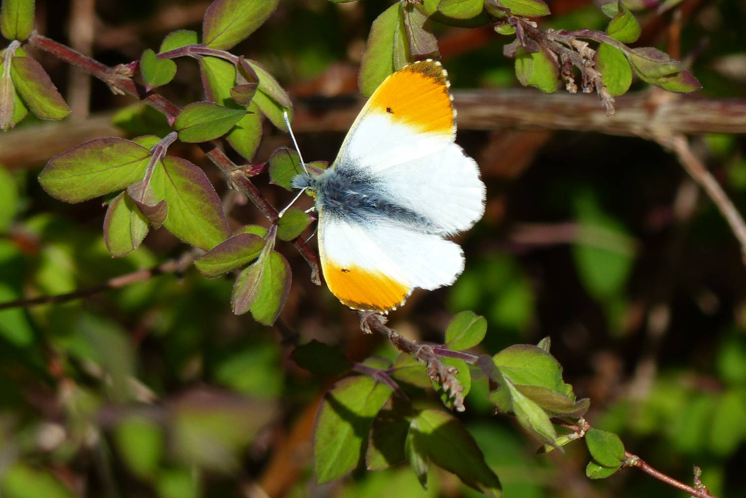 Orange tip