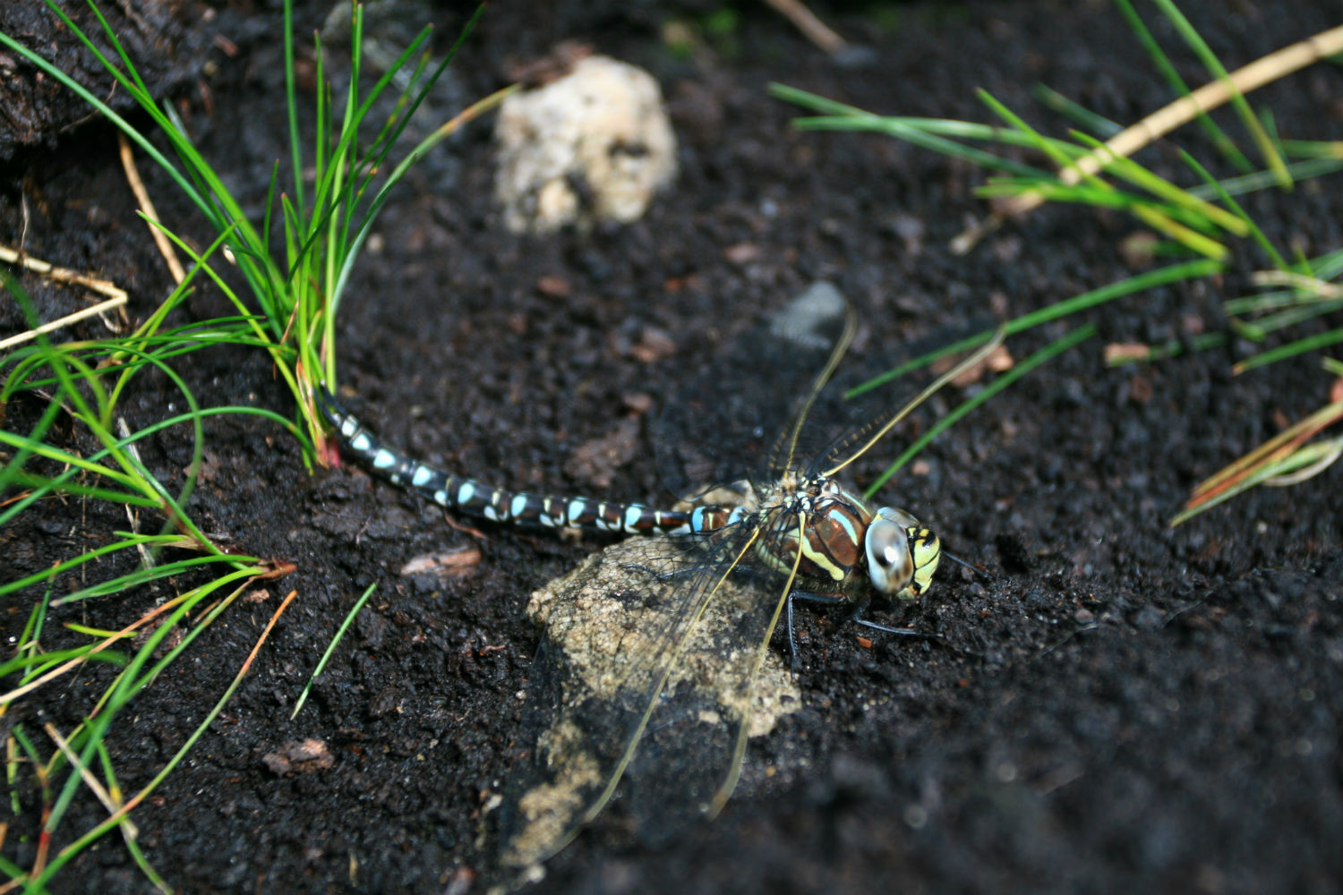 Common Hawker 