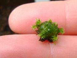 Image of a 3 week old sphagnum bead