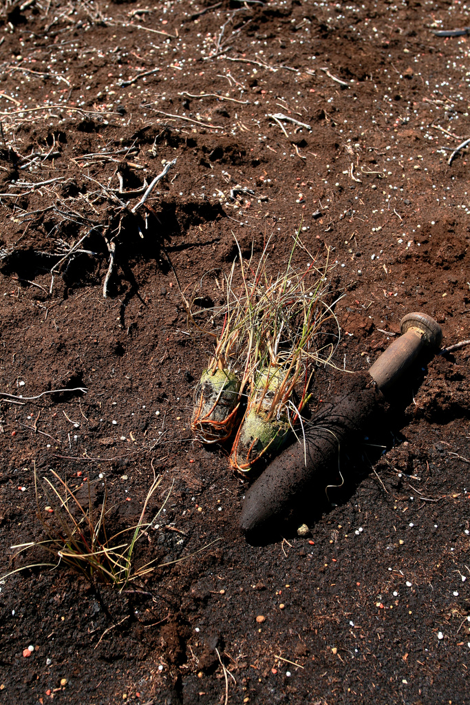 Image of a cotton grass plugger plant and dibber on bare peat