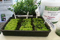 Image of sphagnum moss, beads and plug plants 