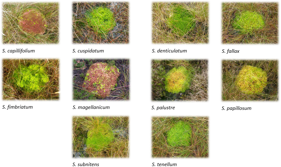 Single species sphagnum