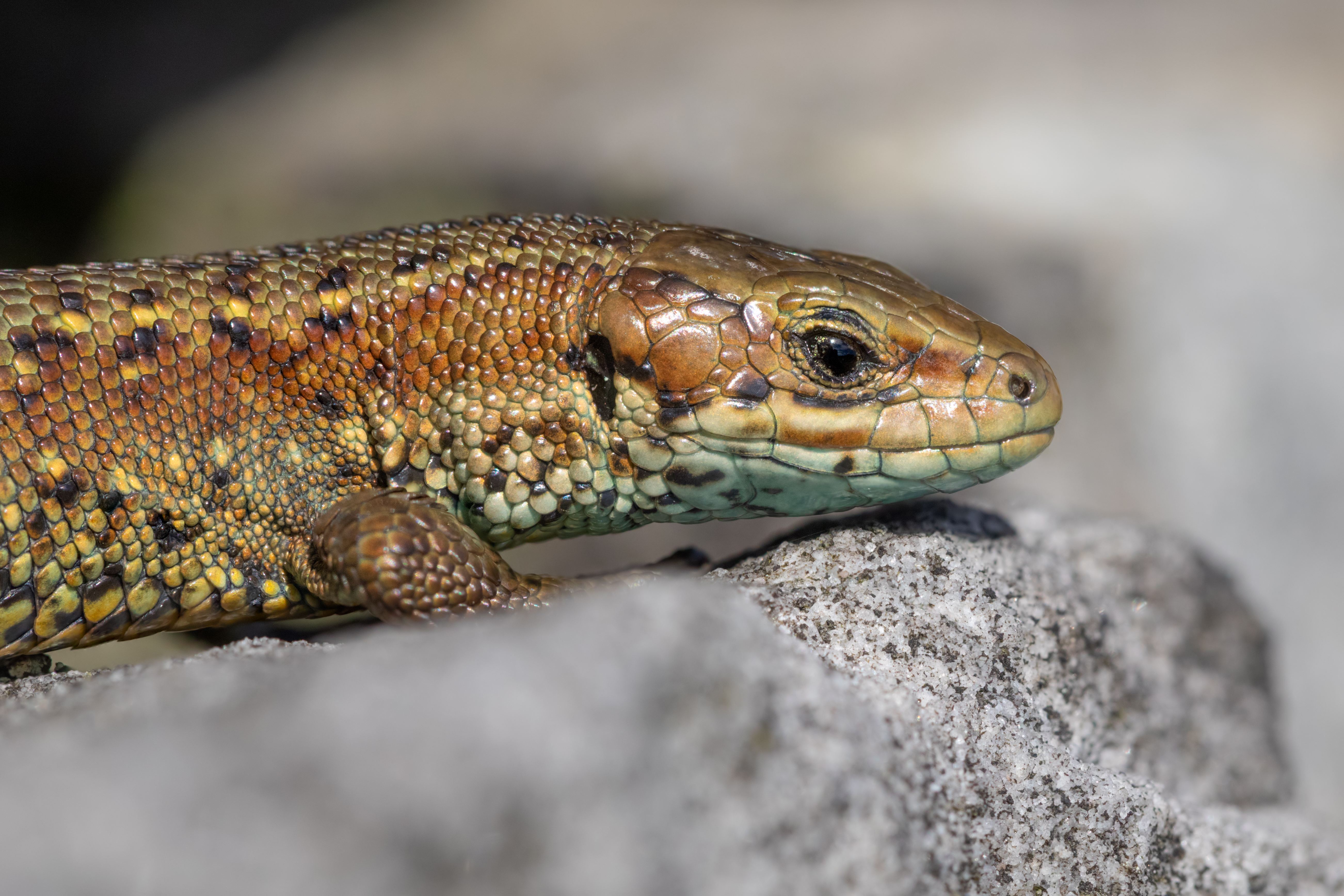 Common lizard