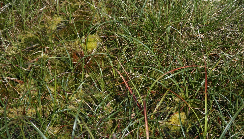 Diversification Sphagnum Moss is planted to help diversify the habitat and help retain water.