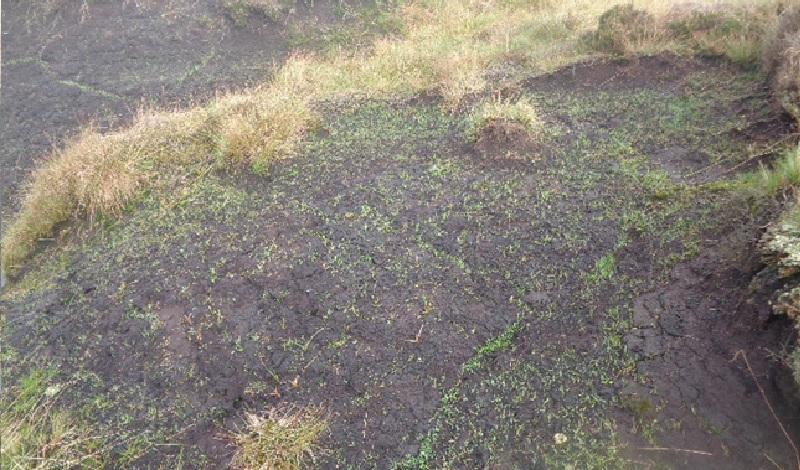 Lime, Seed and Fertiliser is applied to stimulate growth of hardy grasses to begin revegetation back to an active blanket bog.