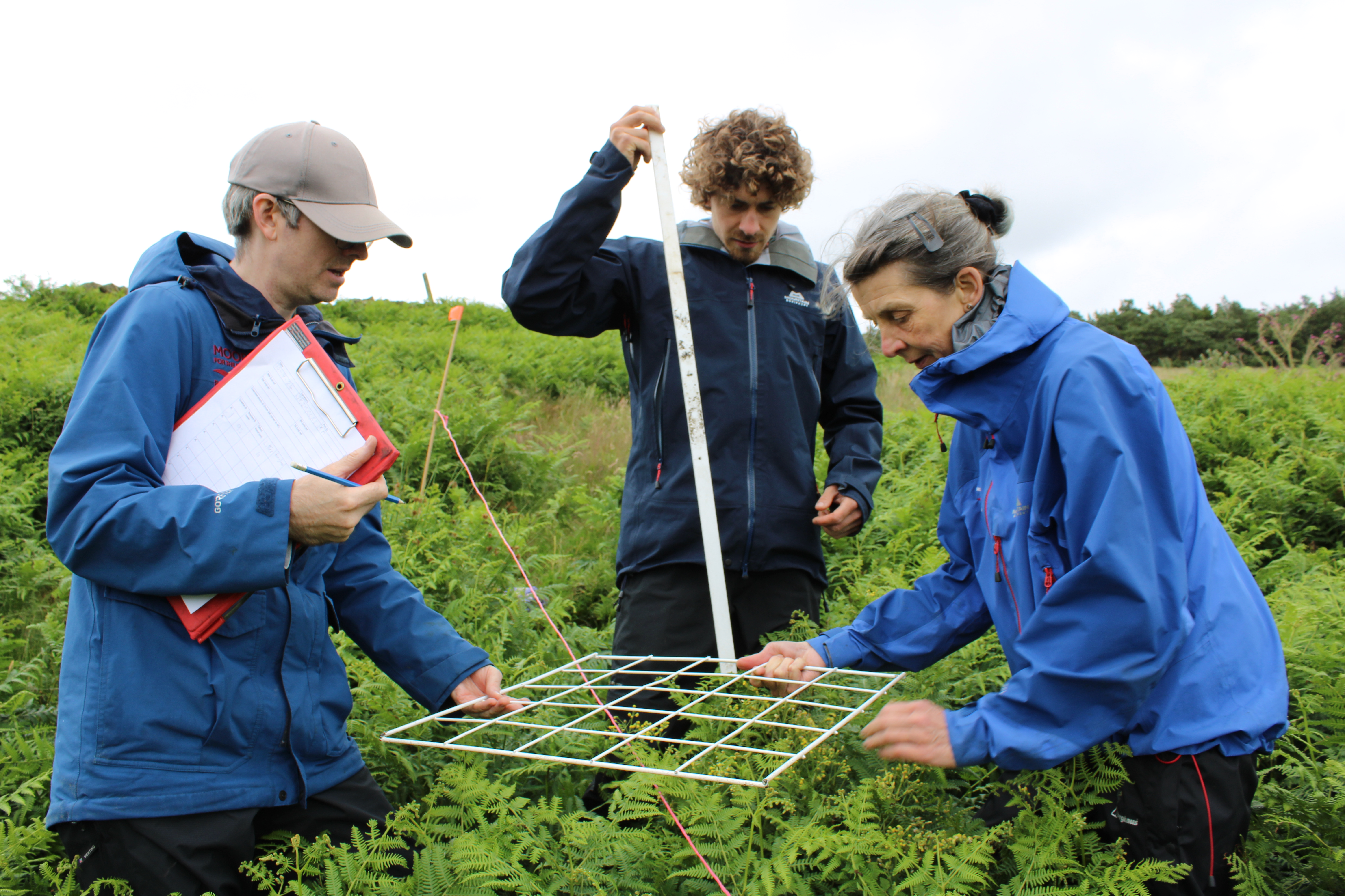 GBNB_Bracken Control Site